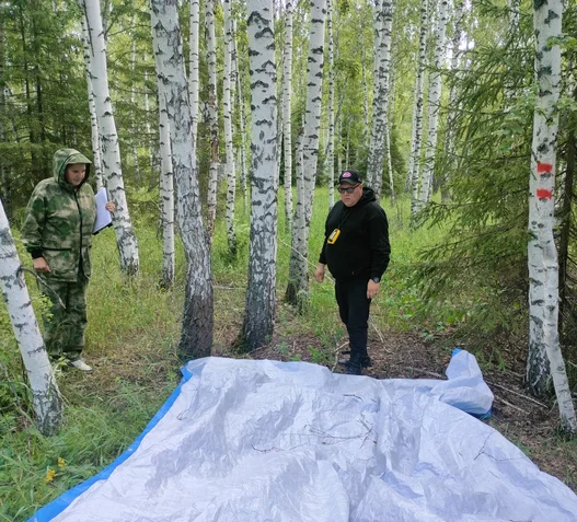 Мероприятия против непарного шелкопряда в Республике Татарстан признаны эффективными на территории 5-ти лесничеств