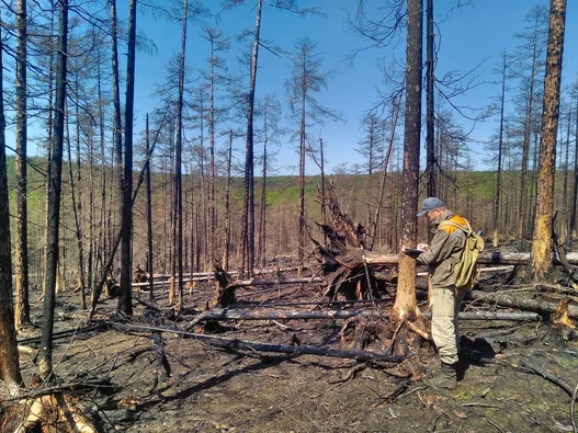 Центр защиты леса Хабаровского края обследовал горельники в Николаевском районе