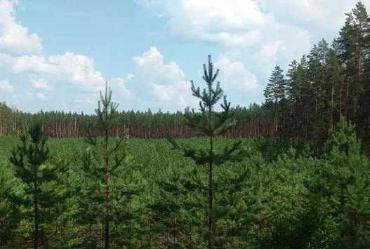 В Пензенской области плановый показатель по обследованию молодняков выполнен