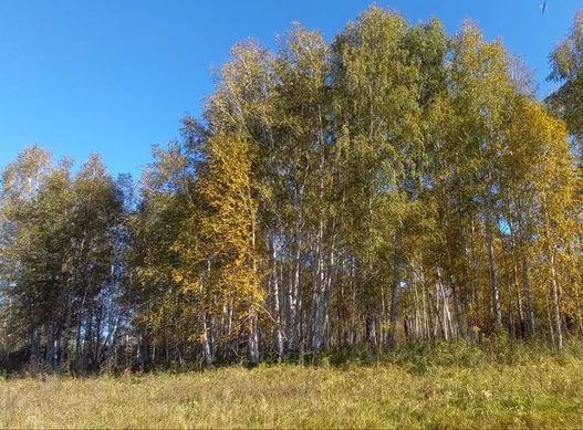 Учёты непарного шелкопряда в Панкрушихинском лесничестве зафиксировали фазу «собственно вспышка»