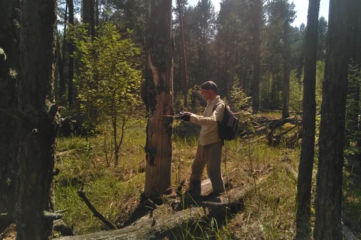 В лесах Орловской, Липецкой и Тульской областей филиалом Рослесозащиты назначены санитарно-оздоровительные мероприятия