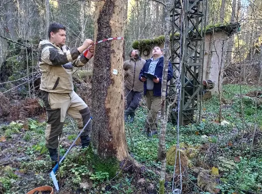 В Тверской области обследованы насаждения Центрально-Лесного биосферного заповедника